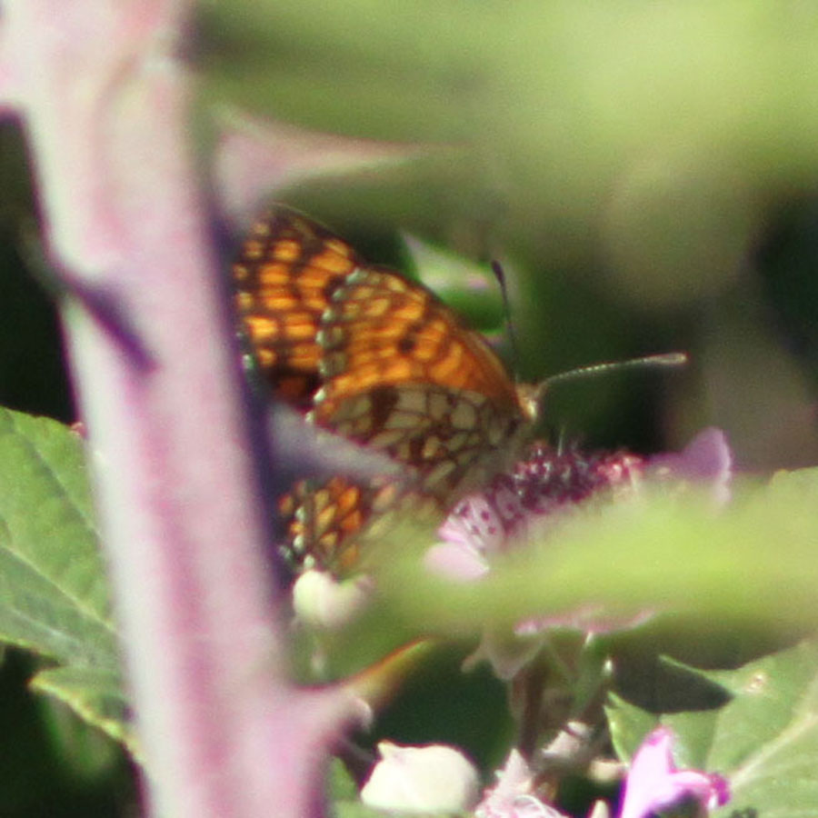 Melitaea o Argynnis ?